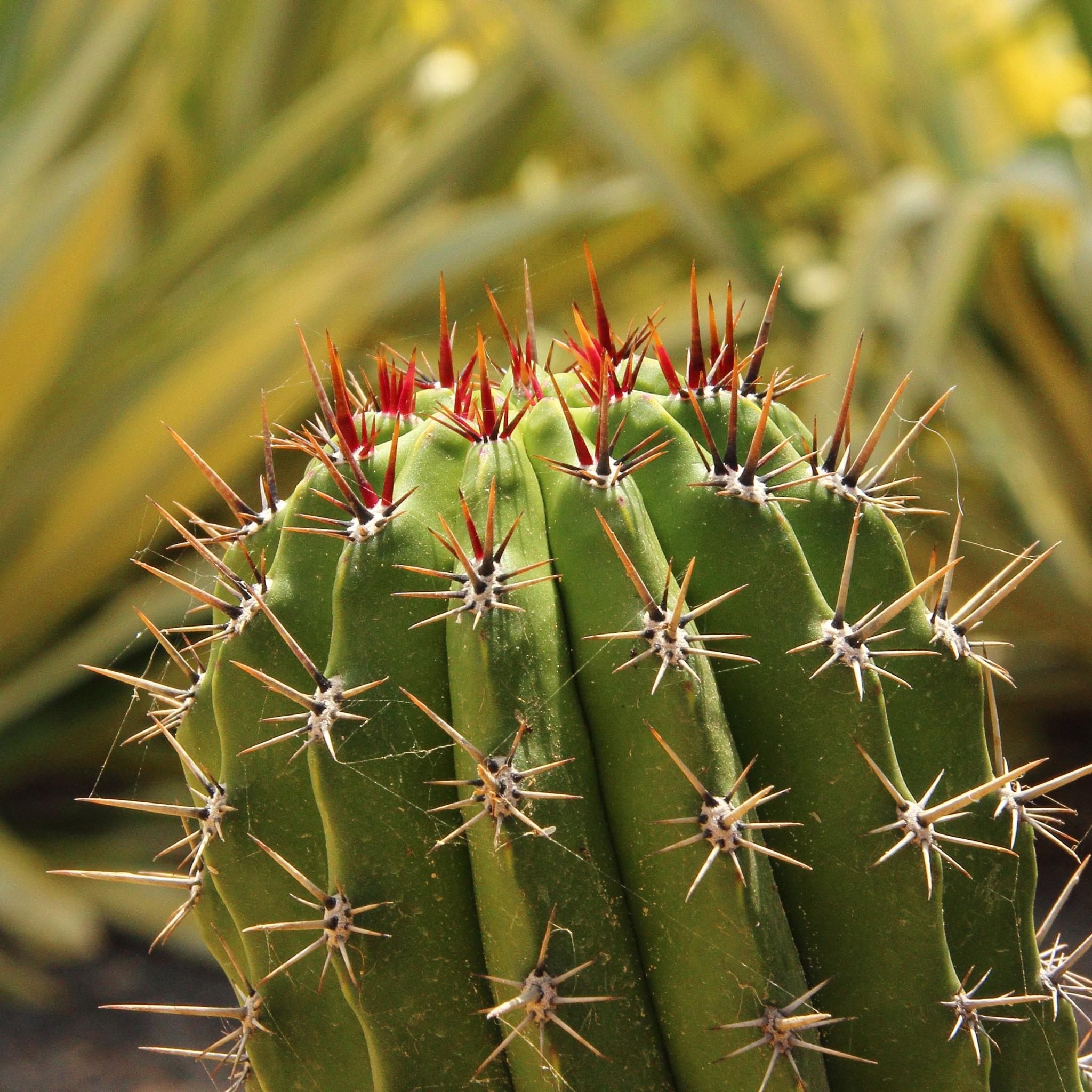 18647_cactus_by_pixabay_com_cc0_pfarrbriefservice_0